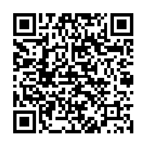 一只灰纹美国短毛猫慢悠悠的沿着花园矮栅栏走过二维码生成