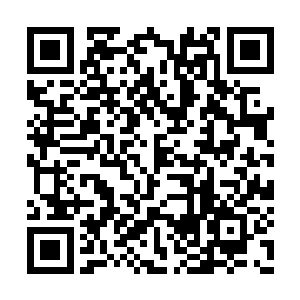 树木里的虫子在树皮下咀嚼着树木的纤维和汁液二维码生成