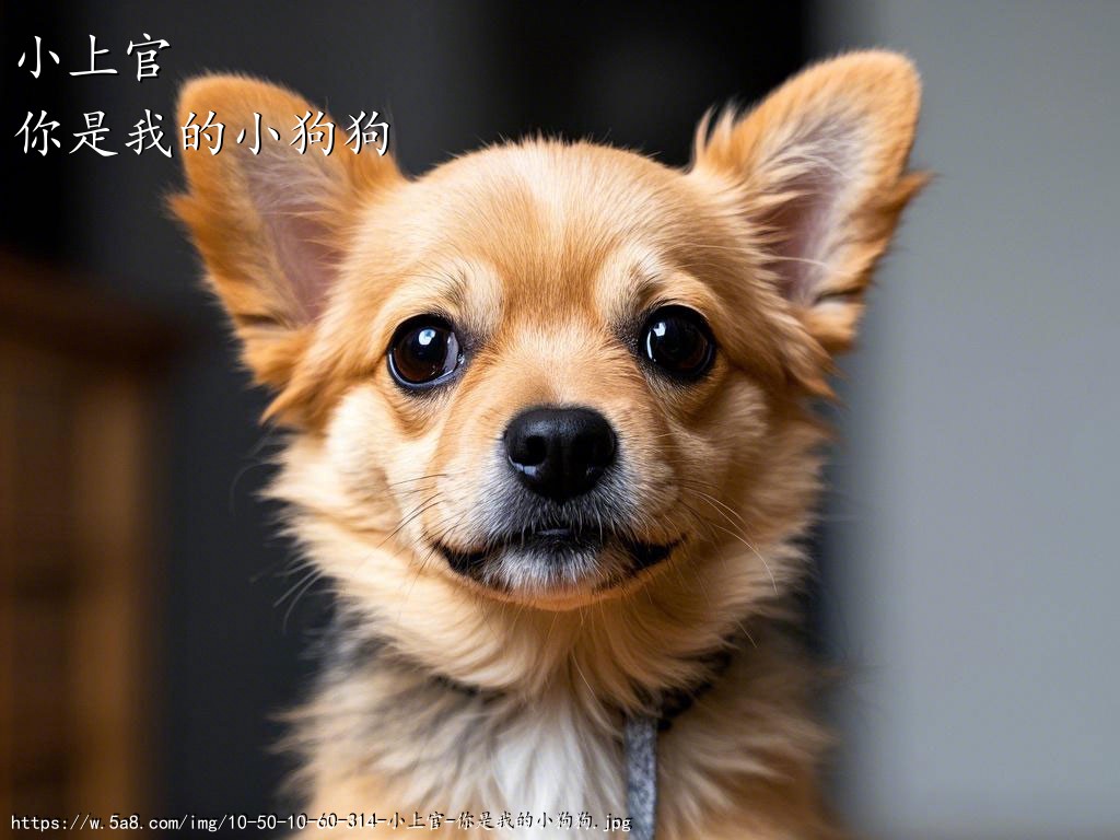 小上官你是我的小狗狗搞笑图片