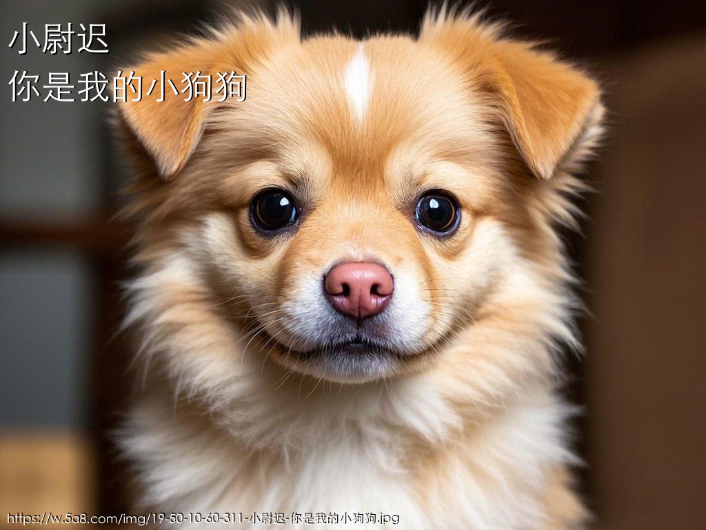 小尉迟你是我的小狗狗搞笑图片