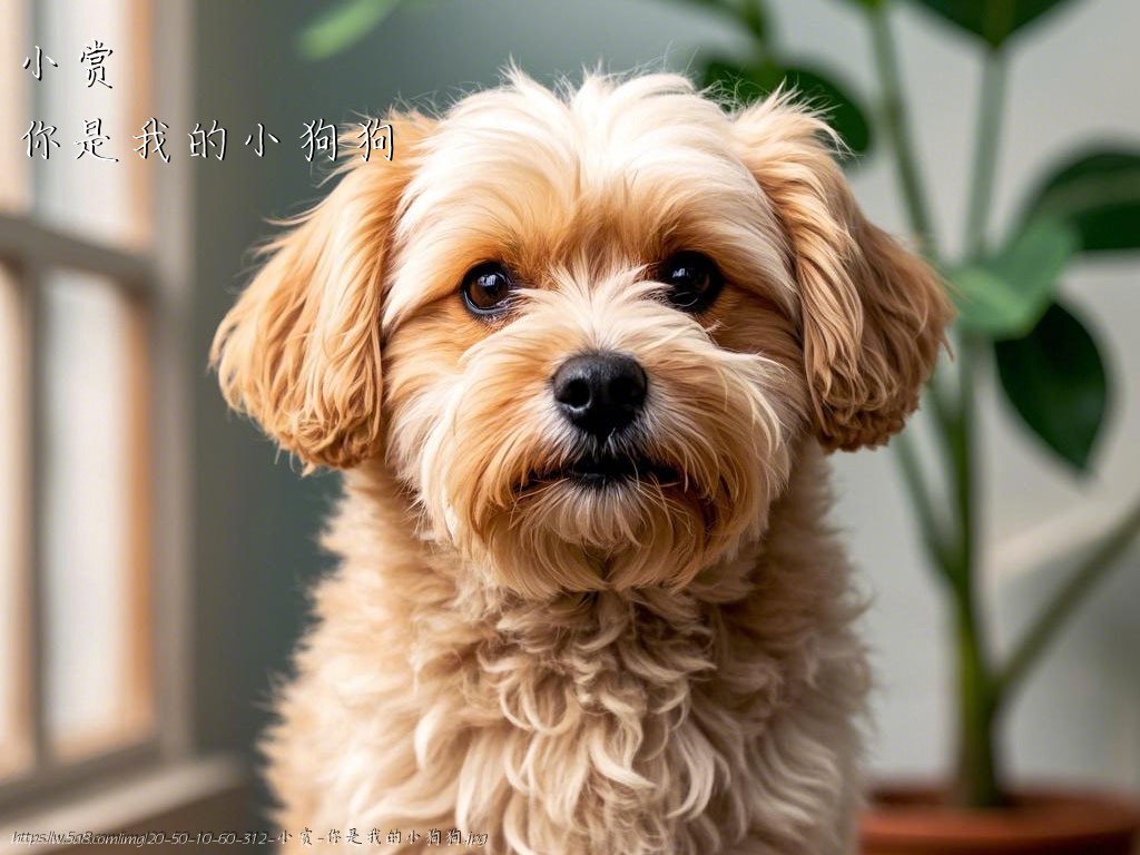 小赏你是我的小狗狗搞笑图片