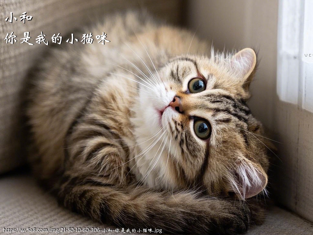 小和你是我的小猫咪搞笑图片