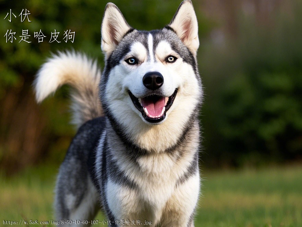 小伏你是哈皮狗搞笑图片